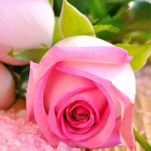 pink roses puzzle